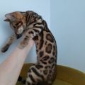Продаётся шикарная бенгальская девочка с документами. фотография