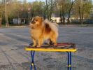 Щенки померанского и малого шпица 5 окрасов! (3 фотографии)